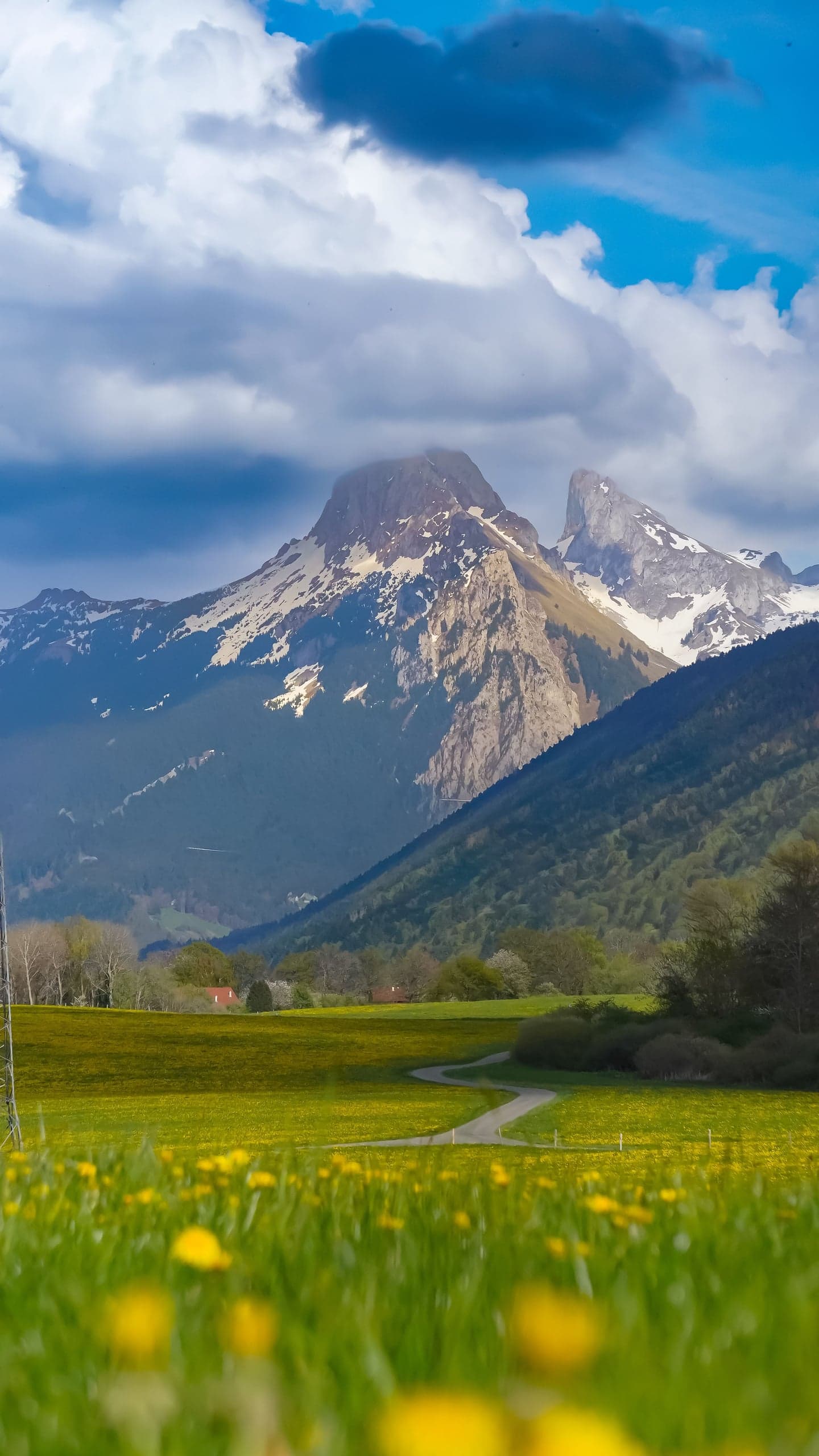 Sommets enneigés et prairie fleurie de Savoie