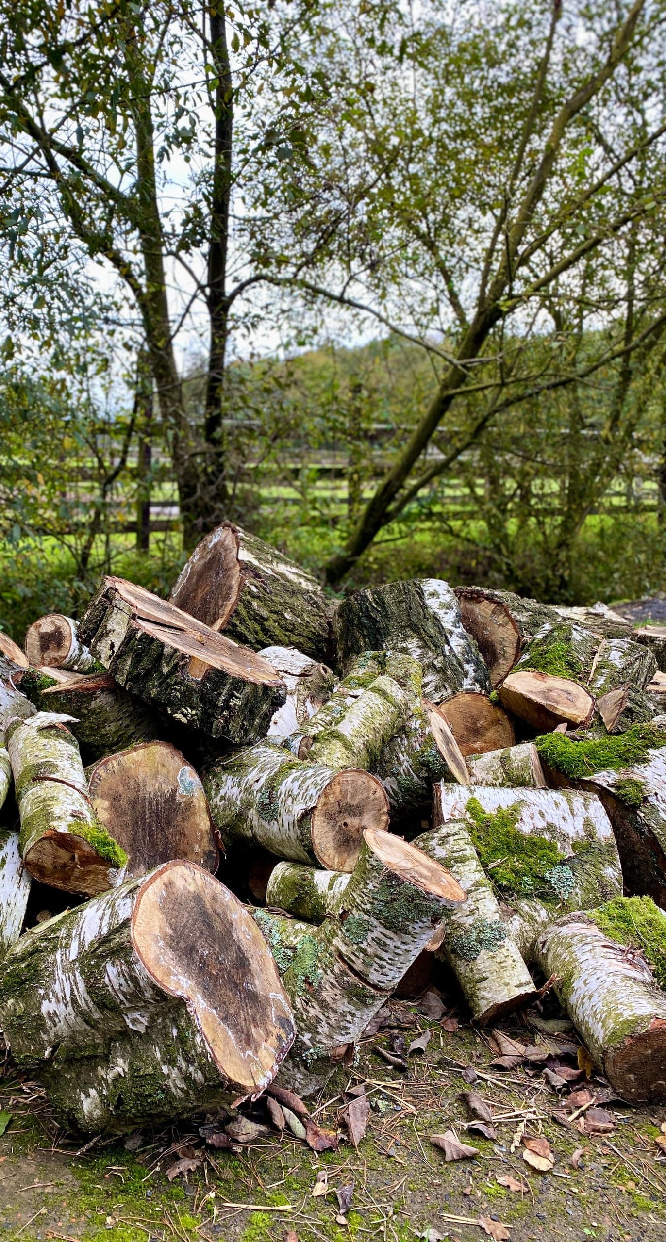 Tronçons de l'arbre abattu, débités dans le pré