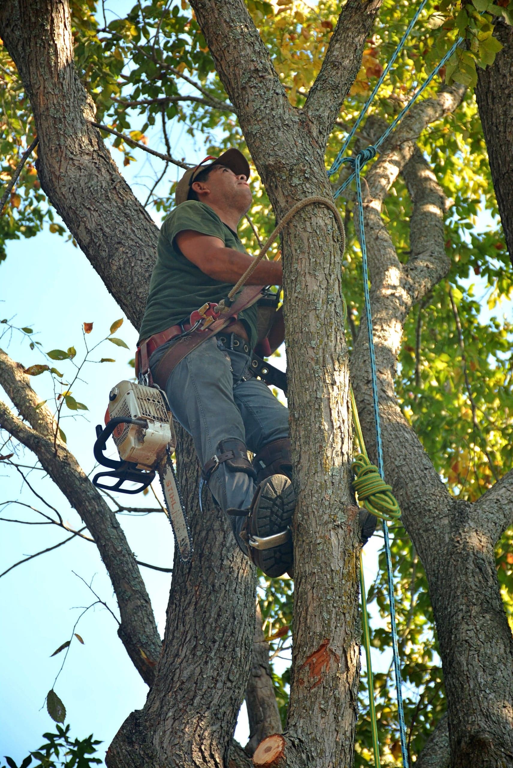 Élagueur encordé dans un grand arbre
