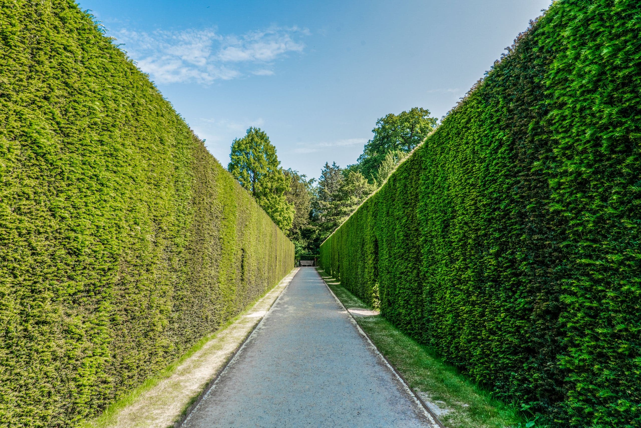 Allée bordée de hautes haies taillées au cordeau
