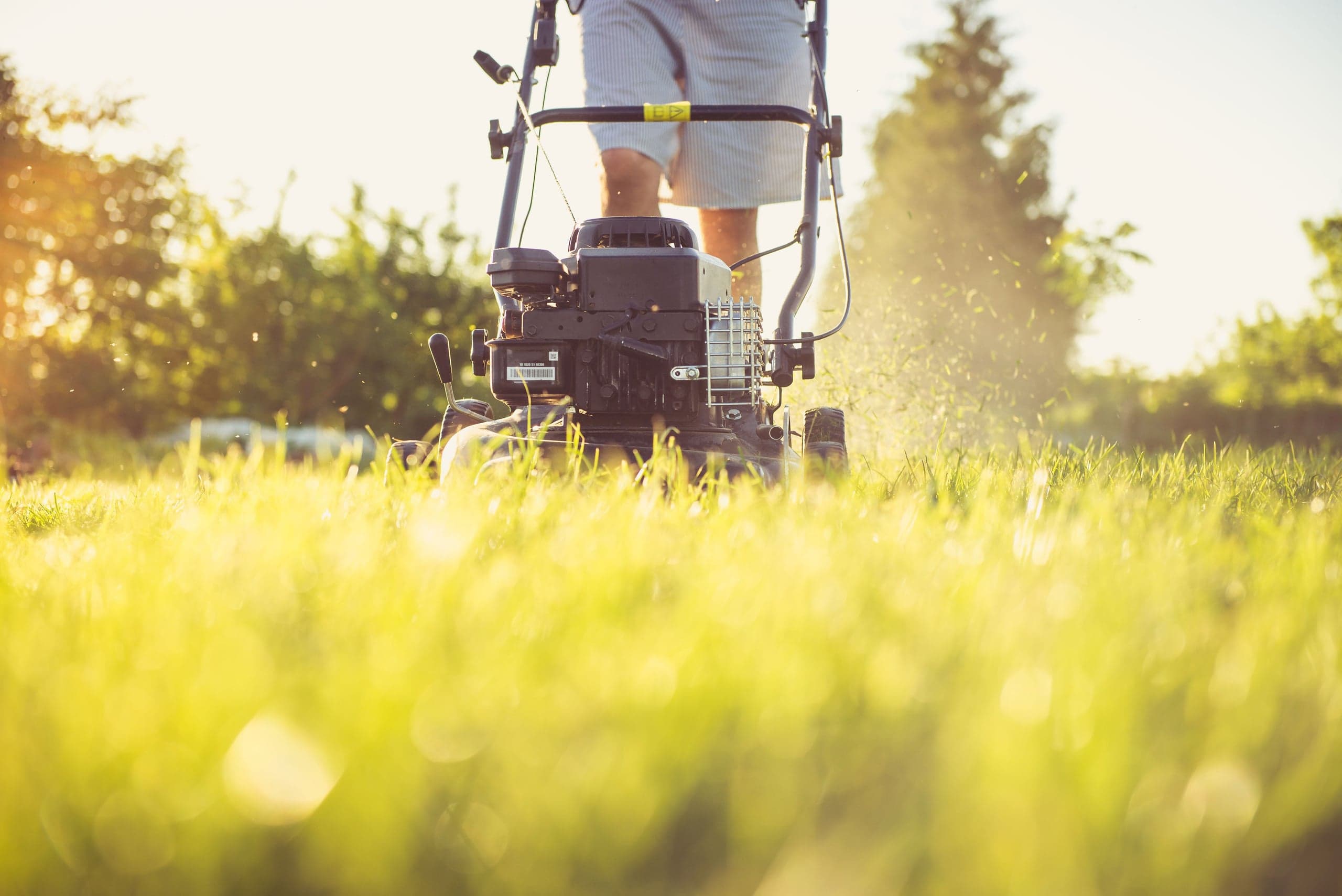 Tonte au soleil couchant, herbe haute au premier plan